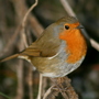International Dawn Chorus Day