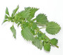 Be Nice to Nettles Week
