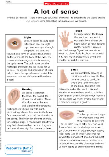 The five senses – fact sheet – Primary KS2 teaching 