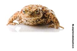 a toad a toad