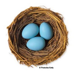 eggs in nest eggs in nest