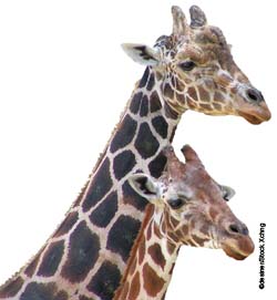 Two giraffes Two giraffes
