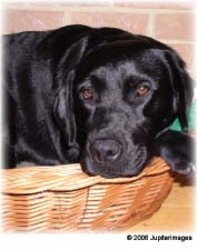 Dog Dog