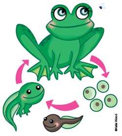 Life cycle of a frog Life cycle of a frog