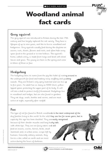 Woodland animal fact cards – Primary KS1 teaching resource 