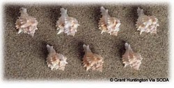 shells in sand shells in sand