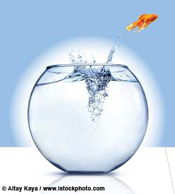 Jumping fish Jumping fish