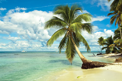 Tropical island Tropical island