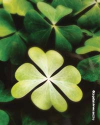 Four leaf clover Four leaf clover