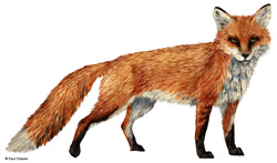 Fox Fox