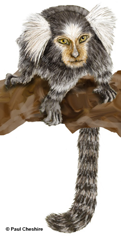 Illustration of a marmoset Illustration of a marmoset