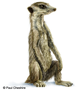 Illustration of meerkat image Illustration of meerkat image
