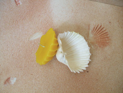 Shell candle Shell candle