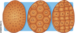 turtle shells turtle shells