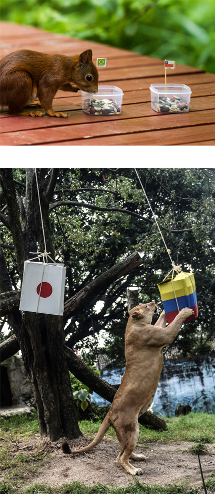 fifa animals_1_main.jpg