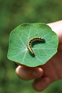 Caterpillar on leaf Caterpillar on leaf