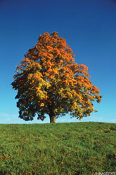 tree tree