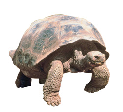 tortoise tortoise