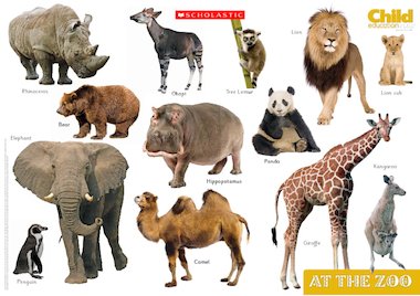 At the zoo animals – Primary KS1 teaching resource - Scholastic
