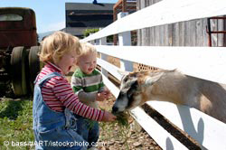 Children feeding goat Children feeding goat