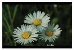 film and literacy sunny side up film and literacy sunny side up
