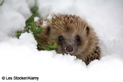 Wildlife in winter Wildlife in winter