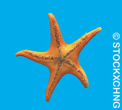 starfish starfish