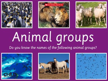 Animal groups – image slideshow – Primary KS1 & KS2 teaching resource ...