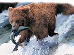 Bear Bear