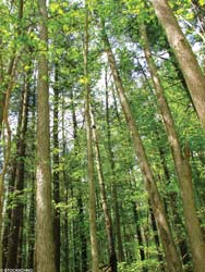 trees trees