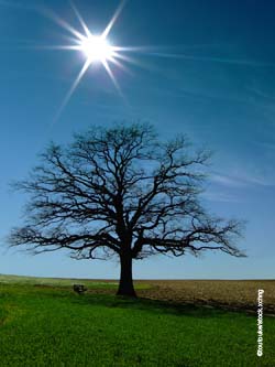 Tree Tree