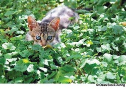 Cat hiding in leaves