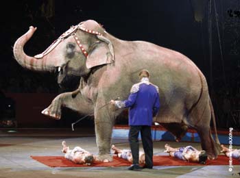 Circus elephant