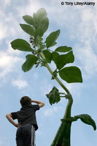 Tall beanstalk