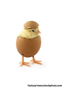 Chick hatching