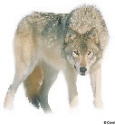 wolf image