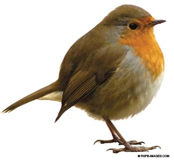 Robin - RSPB