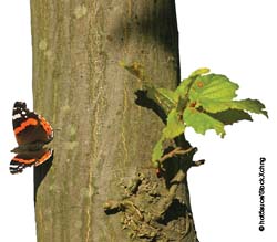 Tree and butterfly